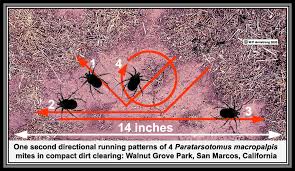Tiny tiny bugs on me. Mites