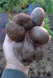Image result for Dioscorea alata