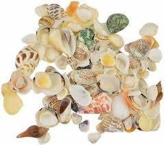 Conch shell craft is neither unique, nor a new practice in india for creating marvels in decorative yet artistic pieces of utility items. Akansha Gift Toys Sea Shells Pack For Aquariums Art And Crafts Table Decoration Multicolored Mix Sea Shell Sea Shells Pack For Aquariums Art And Crafts Table Decoration Multicolored Mix Sea Shell Buy Sea Shells Toys