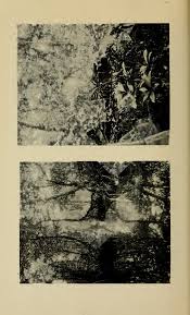 Image result for Elionurus platypus