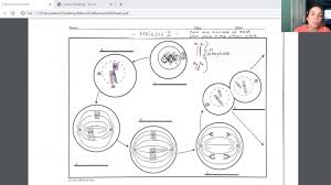 This section explains how gametes form in the process of meiosis. Meiosis Worksheet Jobs Ecityworks