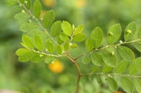 Image result for Phyllanthus tenellus