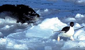 Penguins arctic arctic penguins penguin image arctic wolf arctic ocean funny penguin images arctic fox penguin cartoon arctic landscape popular tags: All About Penguins Longevity Causes Of Death Seaworld Parks Entertainment