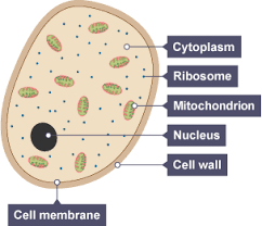 Something odd happens when you age. A Yeast Cell Showing Cytoplasm The Small Ribosomes The Larger Mitochondrion Nucleus Cell Wall And Cell Membrane Science Revision Biology Cell Wall