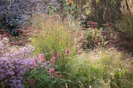 Herbst Im Garten Rutenhirse Liebesgras Duftnessel Aster Pink Star Sedum Garten Liebesgras Kleiner Garten
