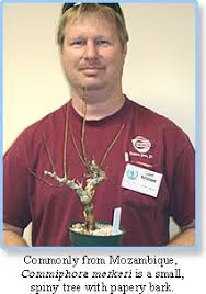 Image result for Commiphora viminea