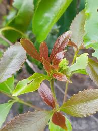 Image result for Catha edulis