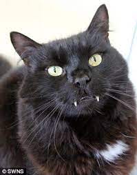 Find popular black cat with fangs and buy best selling black cat with fangs from m.banggood.com. Rescue Home Cat With Dracula Like Fangs Finally Finds Loving Home Cats On Catnip