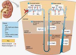 Usmle Comlex Study Guides First Aid Renal Physiology Part Ll Renal Physiology Physiology Human Anatomy And Physiology
