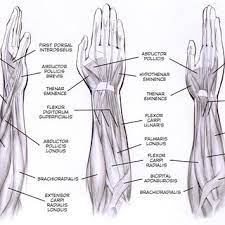 Learn vocabulary, terms and more with flashcards, games and other study tools. Forearm Muscle Diagram A Contrast Sketch Of Forearm Muscles With The Download Scientific Diagram