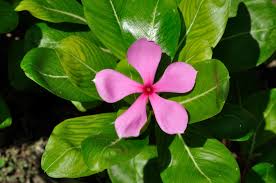 Catharanthus - Wikipedia