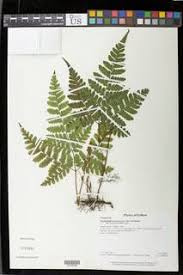 Image result for Tectaria fernandensis