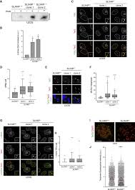 Slx4ip Antagonizes Promiscuous Blm Activity During Alt Maintenance Sciencedirect