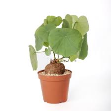 Image result for Stephania