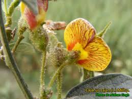 Image result for Cajanus cajan
