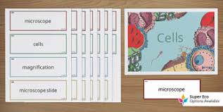 It contains cell sap where sugars and salts are stored. Plant Cell Structure Function Activity Ks3 Science Beyond