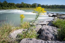 Salzach — salzachtal bei werfen, im hintergrund die hohen tauernvorlage:infobox salzach — saltar a navegación, búsqueda río salzach el salzach atravesando la cordillera del tauern país. Sprudelnd Lebendiges Wasser Die Sohlrampe An Der Salzach Bergerlebnis Berchtesgaden Blog