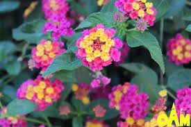 Three Common Plants In My Garden That Are Dangerous For Kids And Pets Flores