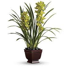 Teleflora Cymbidium Orchids Orchids Plants
