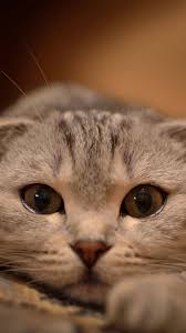 Maybe you would like to learn more about one of these? Cute Cat Iphone Wallpapers Top Free Cute Cat Iphone Backgrounds Wallpaperaccess