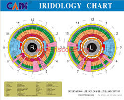 iridology chart how to read heres a quick way iriscope