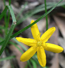 Image result for Hypoxis