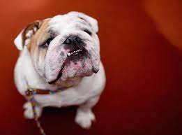 When activities like this were outlawed in england in 1835, the english bulldog was bred down in size, resulting in the toy bulldog. Bulldogs Are Dangerously Unhealthy But There May Not Be Enough Diversity In Their Genes To Save Them Science Smithsonian Magazine