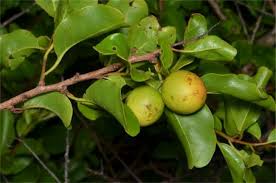 Image result for Ximenia americana