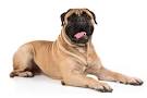 Mastiff - Wikipedia