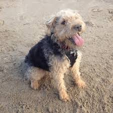 Image result for lakeland teriér