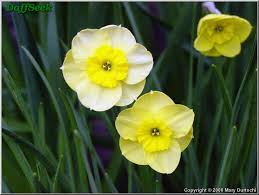 Narcissus Sun Disc Bulb Flowers Daffodils Flowers Photography