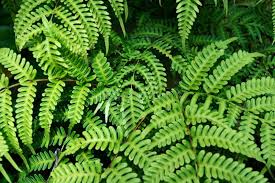 Image result for Histiopteris incisa