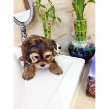 To learn more about each adoptable dog, click on the i icon for some fast facts, or click on their name or photo for full details. Morkies For Sale In Ny In Poughkeepsie New York Puppies For Sale Near Me
