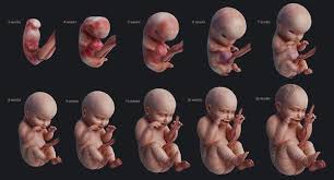 3d Rigged Animation Turbosquid 1413498 Animation Human Embryo 3d Model