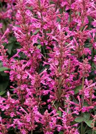 Image result for Buchnera longispicata