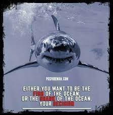 Your Either A Fish Or A Shark Shark Ocean Quotes Fish