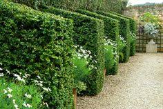 Buxus Box Buttresses Alternate With Pots Of White Flowered Argyranthemums In The White Garden Bourton House Garden Planning Container Flowers White Gardens