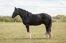 Horsemanship, freiarbeit und zirzensik sind nur ein kleiner teil des repertoires. Die Pferdeprofis Staffel 9 Episodenguide Fernsehserien De