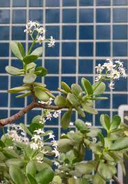 Jade Plant With Flowers I Ve Never Had Flowers On Mine Crassula Argentea White Flowers Jade Plants Plants Flower Bud