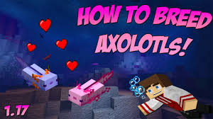 How many blue axolotls are there in minecraft? Blue Axolotls In Minecraft 1 17 Caves Cliffs Update All You Need To Know