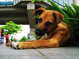 Gratis versand in 24 h bereits ab 20€. How To Stop Your Dog From Eating Plants My Animals