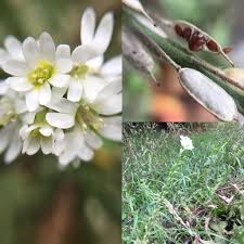 Pin On Invasive Plants