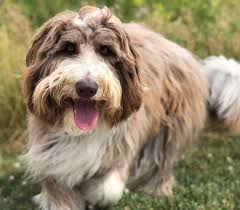 Check spelling or type a new query. Bordoodles Are Good Dogs But Is It The Right Match For You K9 Web