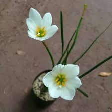 We did not find results for: Jual Tanaman Hias Bunga Lili Air Hujan Kab Bogor Cahaya Pesona Flowers Tokopedia