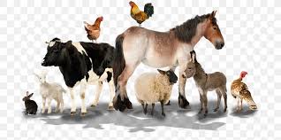 Livestock synonyms, livestock pronunciation, livestock translation, english dictionary definition of livestock. Farm Sheep Livestock Animal Nutsdier Png 800x408px Farm Agriculture Animal Animal Transporter Goat Download Free