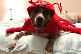 Sometimes they don't specialize just in setting lobster traps and pulling them up. Lobster Dog Halloween Costume By Casual Canin Baxterboo