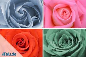 Wann sollte man edelrosen schneiden? Rosen Schneiden Anleitung Zum Rosenschnitt Talu De