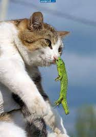 told you that you are playing with fire funny cat fails funny animal fails cute animals