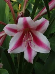 Image result for Crinum harmsii