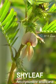 Image result for Aeschynomene americana